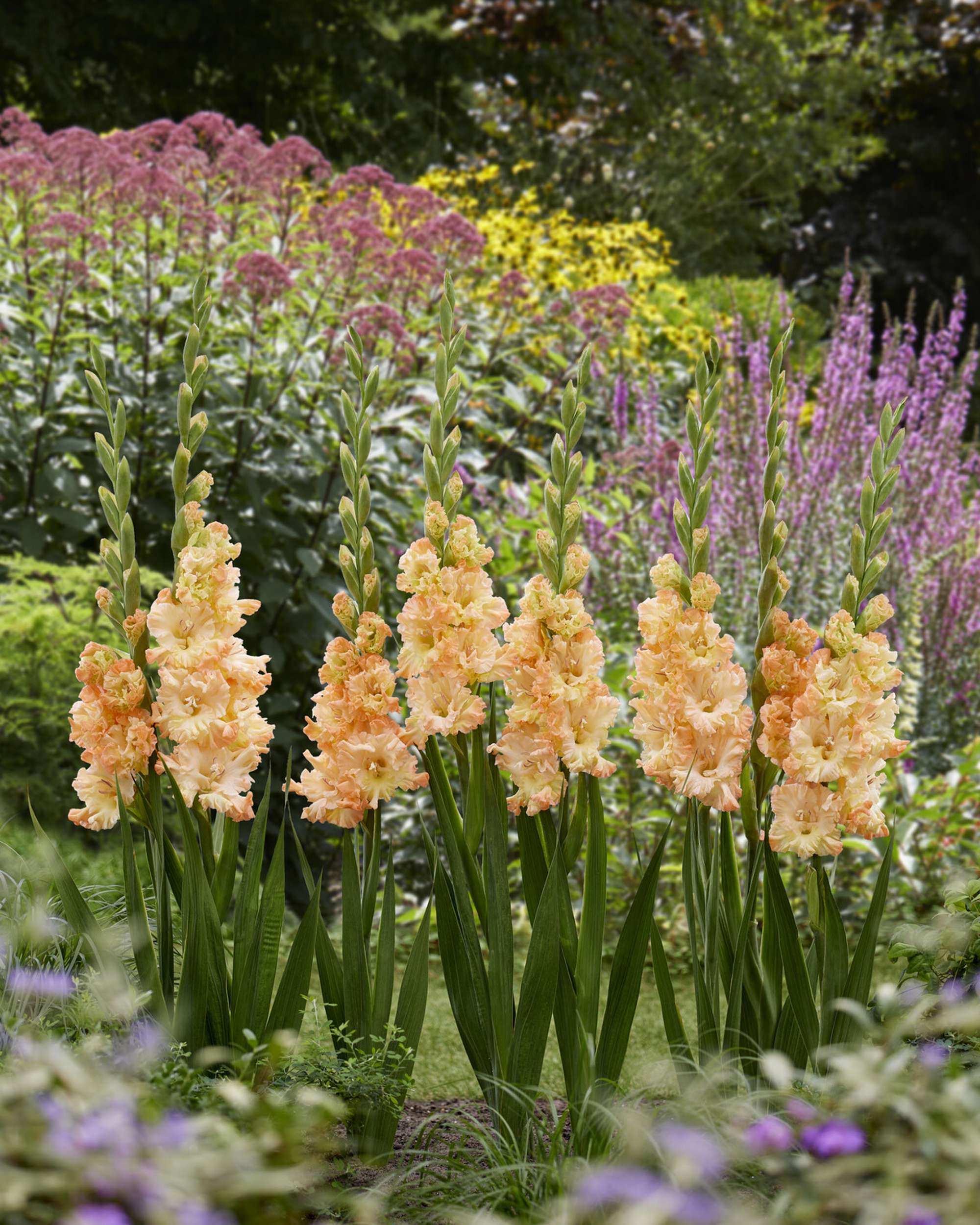 Gladiolus 'The Great Queen Elizabet